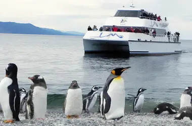 Navegación Pingüinera | Excursión en Ushuaia